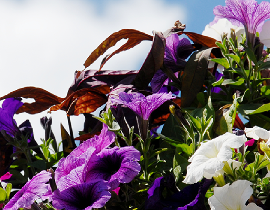 flowers
